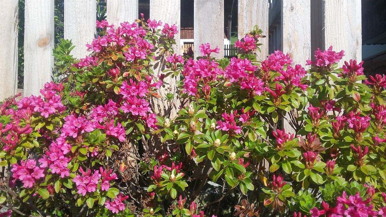 Ammann´s Alpenrosen Ammann´s Alpenrosen